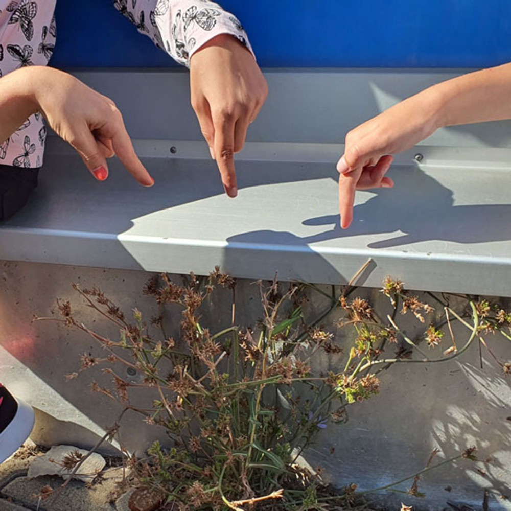 Das SMG-Star-Insekt 2021