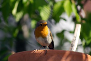 Rosa Rothmaler (ehmalige 5g)