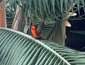 Ein tropischer Vogel