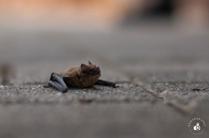 Fledermaus (Jan Seibel)