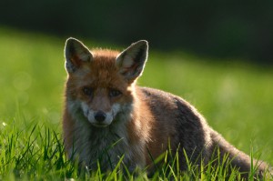 Fuchs (Lutz Kleemann)